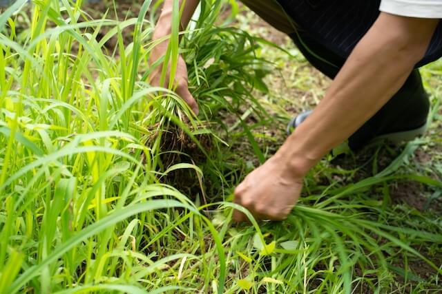 雑草対策になる