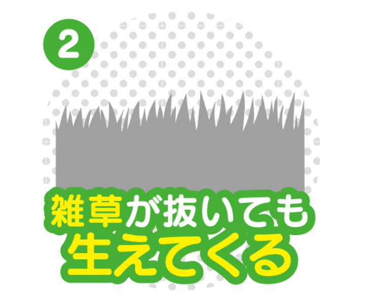 雑草が抜いても生えてくる